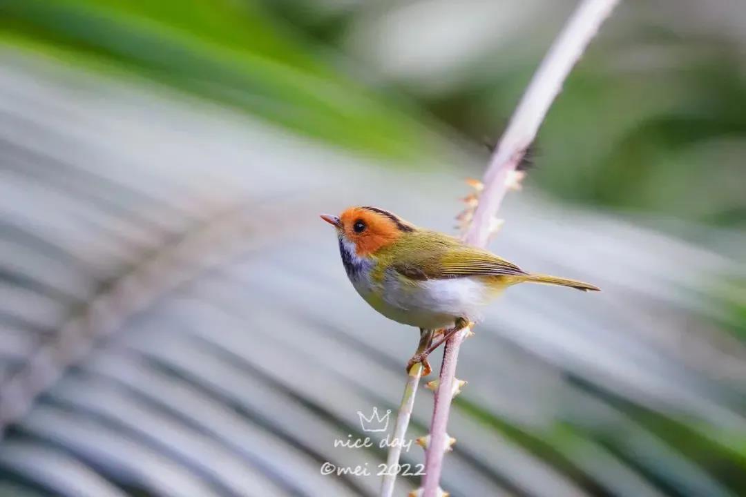 新萌鳥出沒！肇慶這里首次發現&hellip;&hellip;