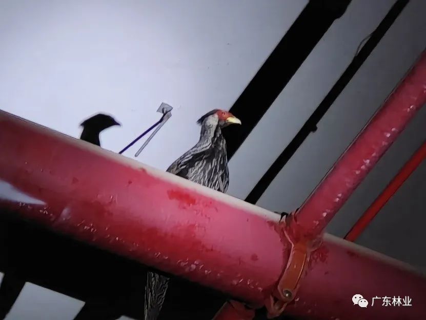 &ldquo;省鳥&rdquo;白鷴誤闖廣州地鐵！歷經(jīng)14小時(shí)成功解救
