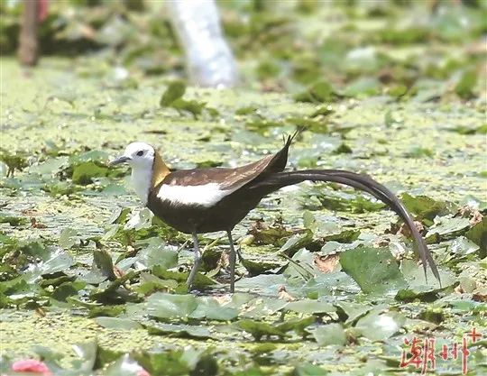 驚喜！&ldquo;水鳳凰&rdquo;飛臨潮州！